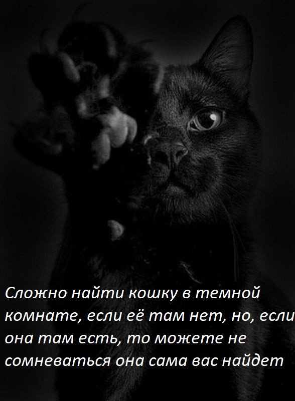 Жизненный принцип "Женщины кошки"