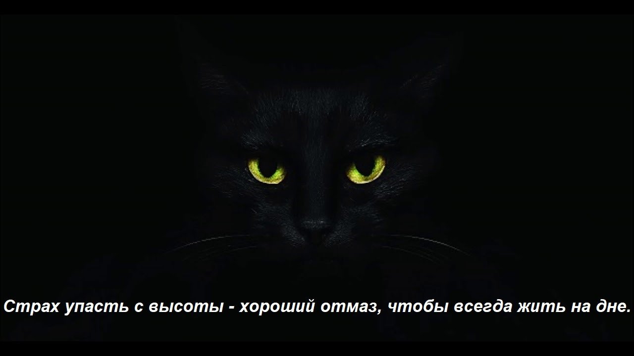 Жизненный принцип "Женщины кошки"