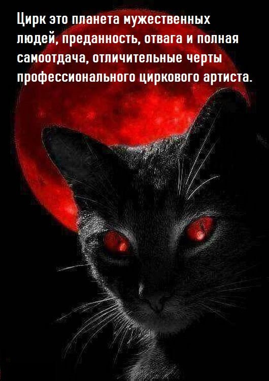 Жизненный принцип "Женщины кошки"